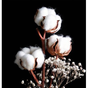 Better Carezza Talcata Profumatore Concentrato 200 lavaggi Bucato 500 ml x 6