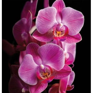 Better Orchidea Preziosa Profumatore Concentrato 200 lavaggi Bucato 500 ml x 6