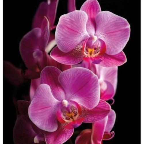 Better Orchidea Preziosa Profumatore Concentrato 200 lavaggi Bucato 500 ml x 6