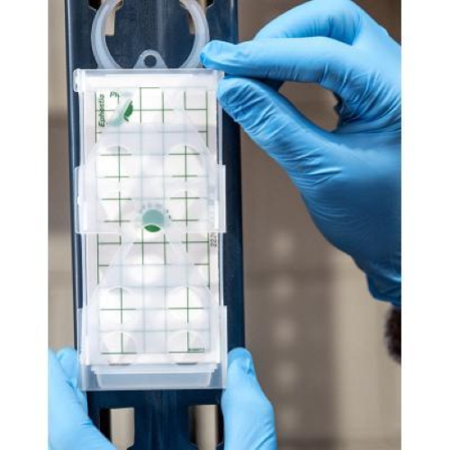 Geo Pad Food 20 Pezzi Trappola Adesiva con Feromone per Tignole Tarme Alimenti 11,5 x 5 cm